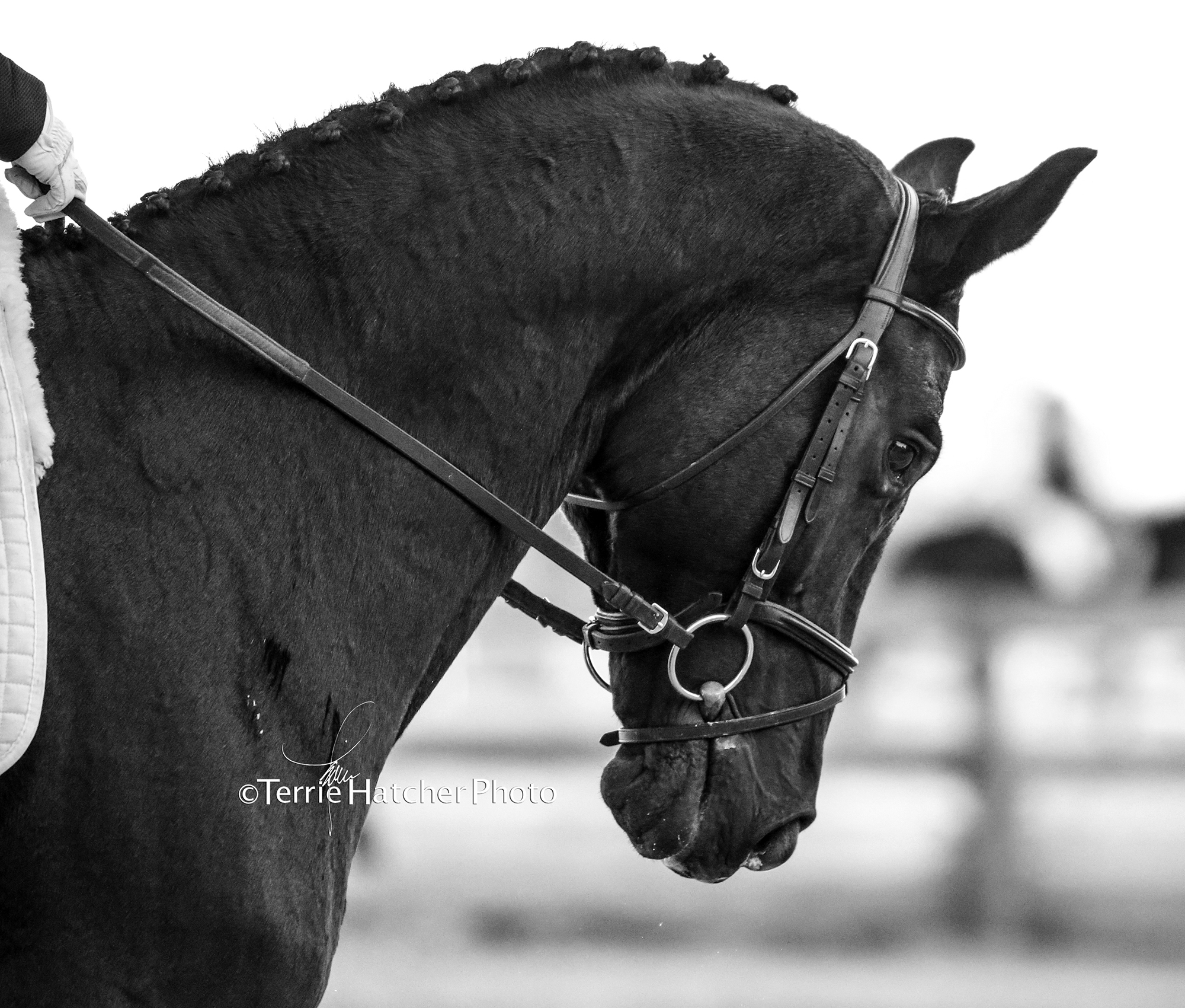 Holly Hill Horse Trials Fall 2017 - Holly Hill Farm, Benton, Louisiana