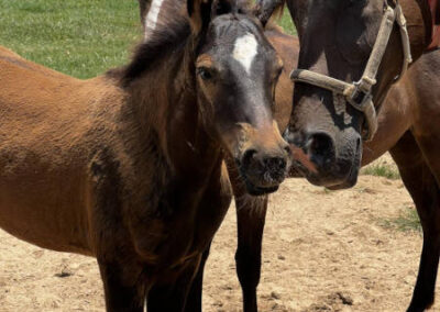 baby_horse_and_mother Three brown horses, including a foal in the center, stand close together on sandy ground in a fenced pasture with green grass and trees in the background under a sunny sky.