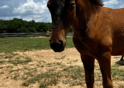 brown_horse_in_field A brown horse with a dark mane stands on a dirt and grass field under a partly cloudy sky, with a fence and trees in the background.