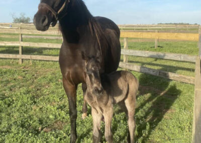 foal-with-mother-horse A dark brown mare stands in a grassy paddock with her light brown foal in front of her. They are both facing the camera on a sunny day, with a wooden fence and clear blue sky in the background.