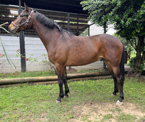 Caro Dancer, bay gelding standing in profile at Holly Hill Farm with stable in background