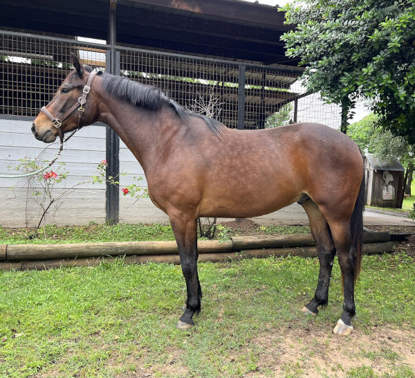Full body profile of Caro Dancer, a bay horse at Holly Hill Farm