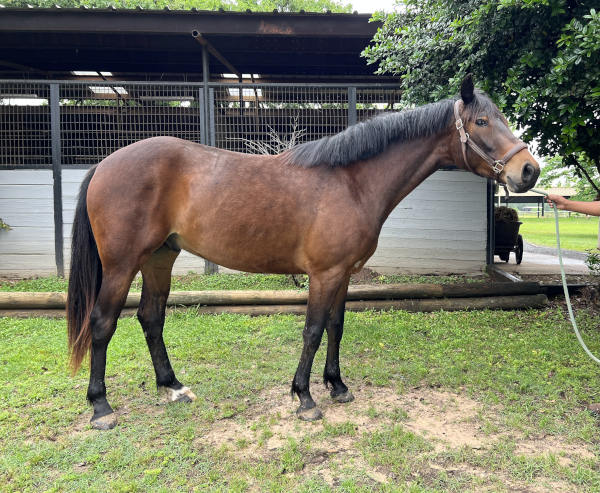 Caro Dancer standing on grass near barn, bay coat and trimmed mane