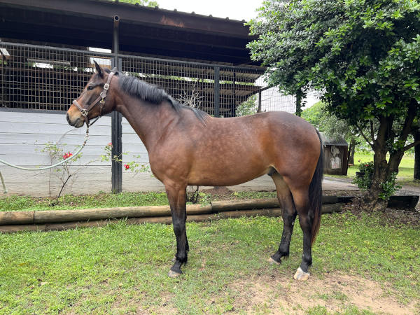 Caro Dancer horse side view, bay coat and black mane at Holly Hill Farm stable